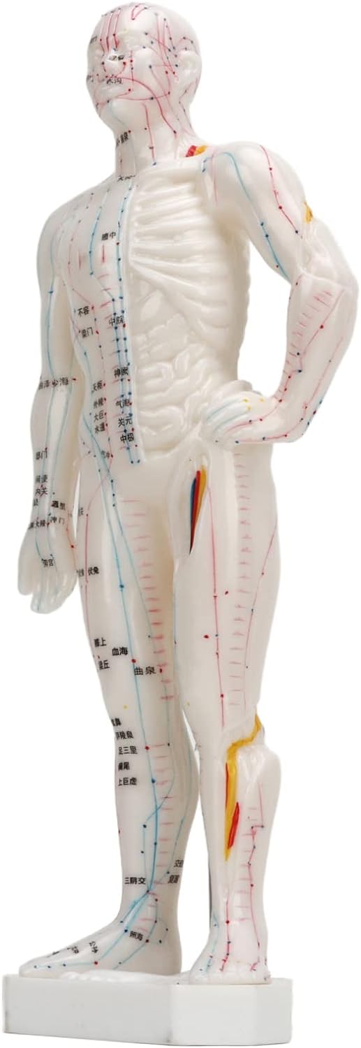Human Body Acupuncture Model Professional Portable PVC Massage Meridian Points Model for Chinese Medicine Teaching