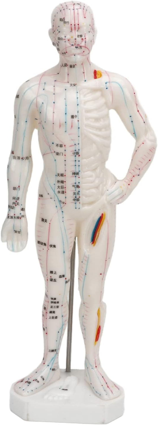 Body Acupuncture Model, Professional Meridian Point Model Human Body Acupuncture Model for Chinese Medicine Teaching Acupuncture Massage Lettering Crafts