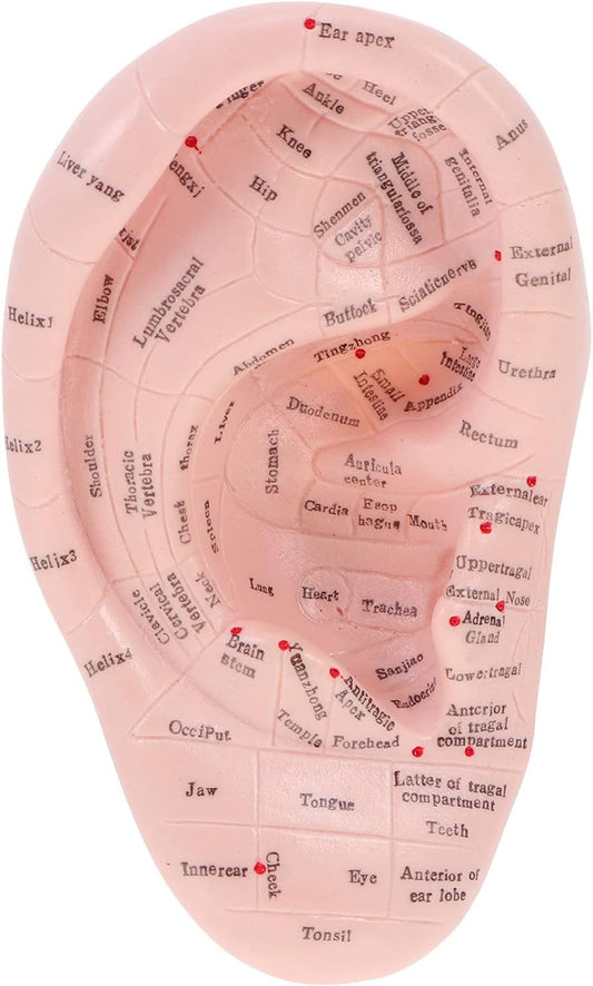 DOITOOL Ear Acupuncture Model Professional Reflexology Acupoint Learning Display Laboratory Supplies