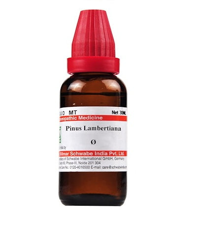 Pinus Lambertiana Homeopathy Mother Tincture
